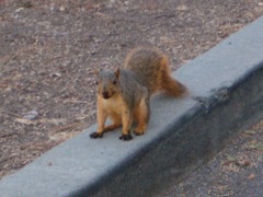 Squirrel